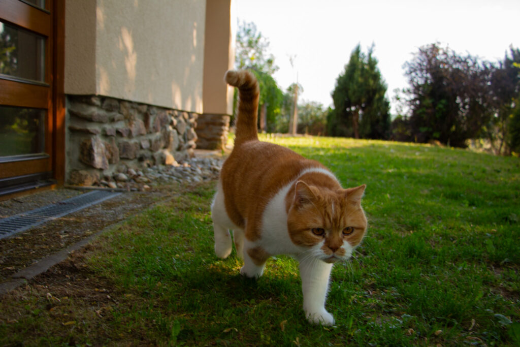 Kořenný