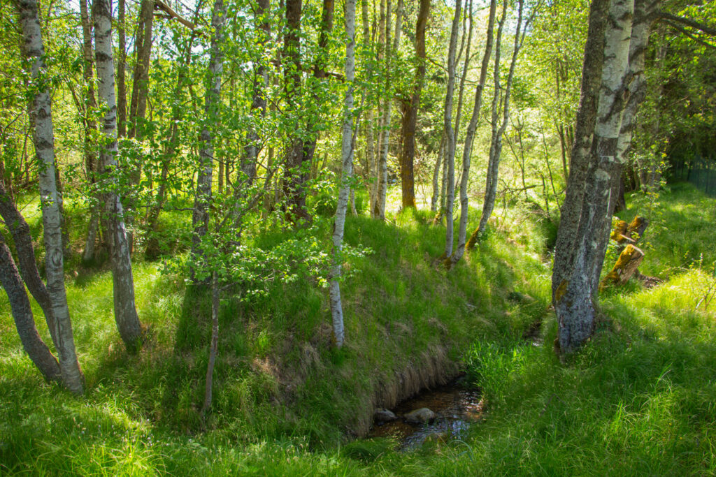 Kořenný Šumava
