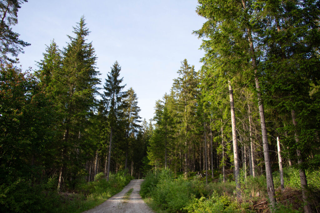 Kořenný Šumava