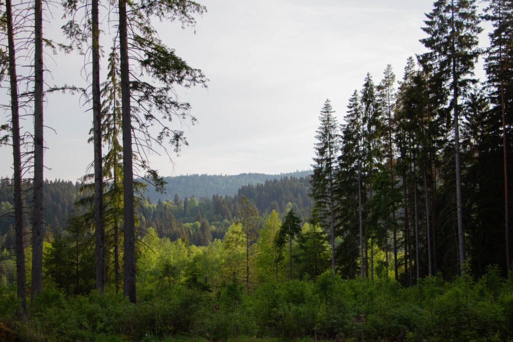 Kořenný Šumava