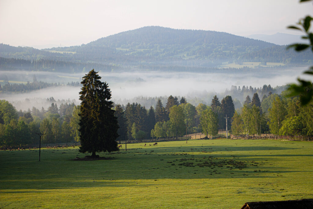 Kořenný Šumava